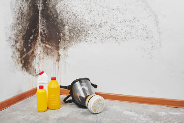 Best Mold Testing  in Linden, TN