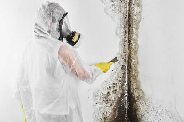 Best Toxic Mold Removal  in Linden, TN