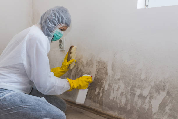 Best Mold Testing  in Linden, TN