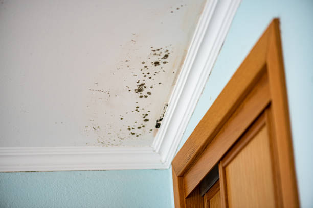 Office Mold Removal Services in Linden, TN