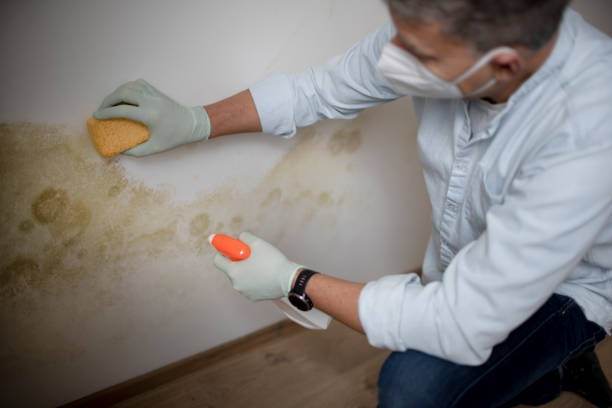 Best Professional Mold Removal  in Linden, TN