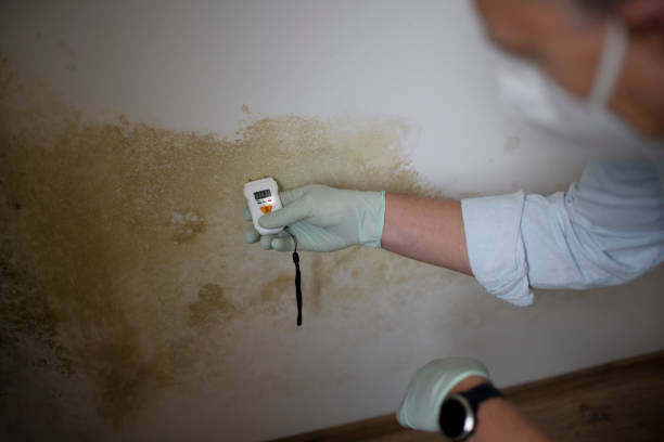 Best Water Damage Restoration  in Linden, TN
