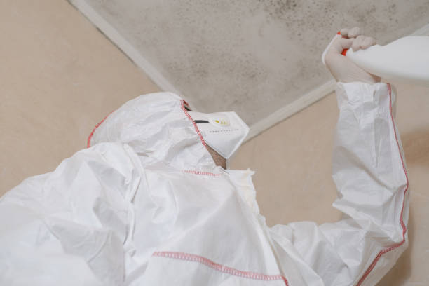 Best Same-Day Mold Removal  in Linden, TN