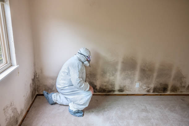 Best Best Mold Removal Companies  in Linden, TN