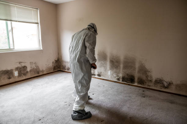 Best Local Mold Removal Service  in Linden, TN