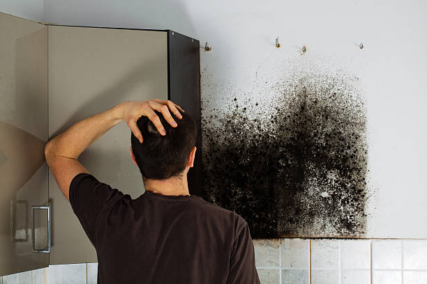 Attic Mold Removal in Linden, TN