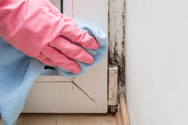 Best Local Mold Removal Service  in Linden, TN